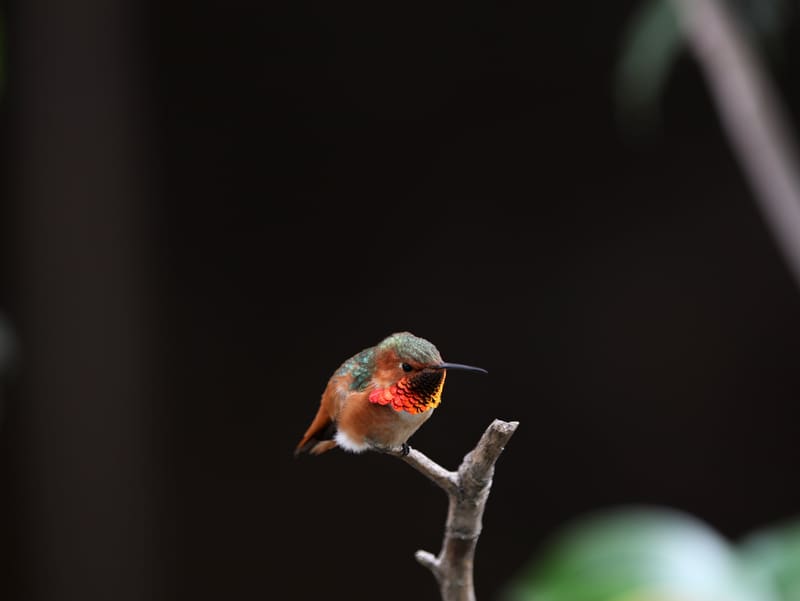 Small hummingbird with a glowing orange throat on a bare twig against a dark blurred background