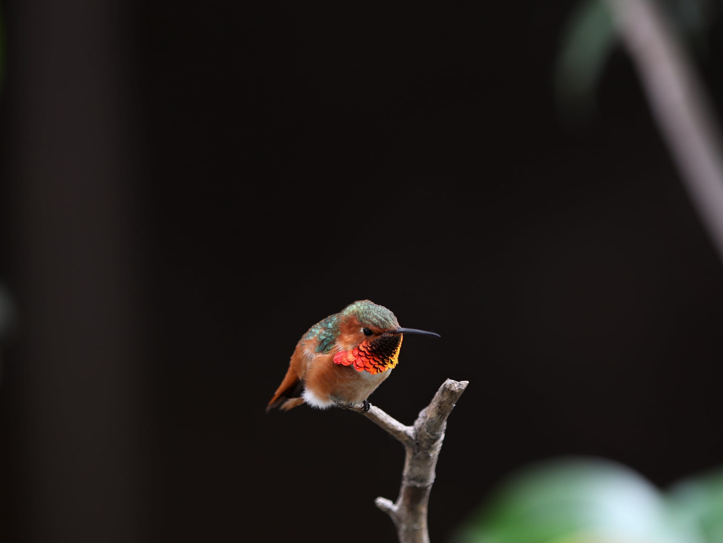 Small hummingbird with a glowing orange throat on a bare twig against a dark blurred background