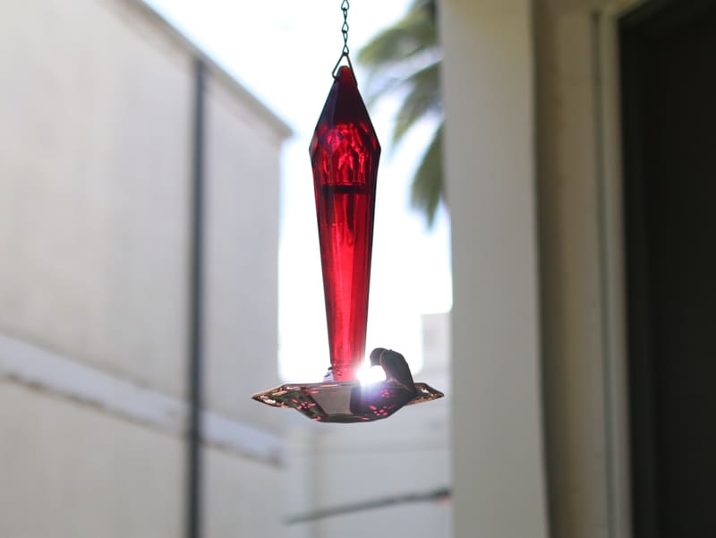 Red glass hummingbird feeder hanging against a white wall with palm trees behind