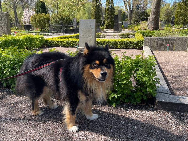 Black and tan fluffy dog on a leash standing on a garden path